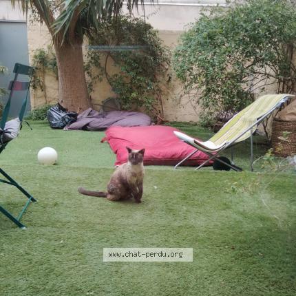 Photo 1/1 Found cat Found in Marseille 7eme arrondisse