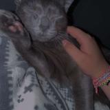 Picture of cat lost at Le Havre