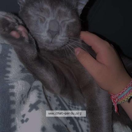 Photo 1/1 Labouille Niro Chat lost in Le havre