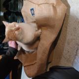 Picture of cat found at Longuyon