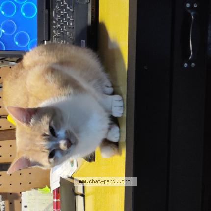 Photo 2/2 Found cat Found in Longuyon