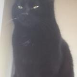 Picture of cat lost at Loyettes