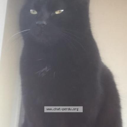 Photo 1/1 Kitty Chat lost in Loyettes