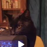 Picture of cat lost at Romans Sur Isere