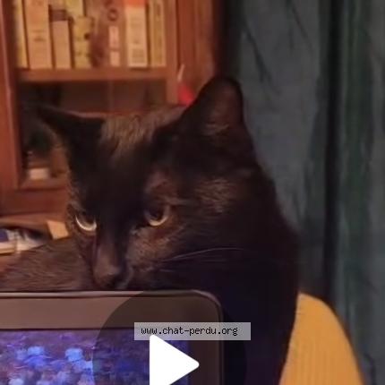 Photo 1/1 Choke ou l'arsouille Chat lost in Romans sur isere