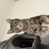 Picture of cat lost at Drancy
