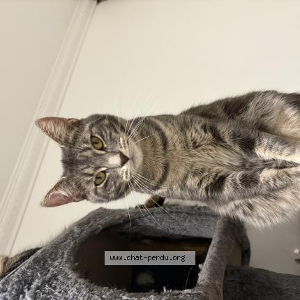 Photo 1/1 Prada Chat lost in Drancy