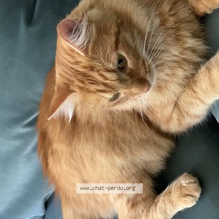 Photo 1/1 Catou Chat lost in Castres