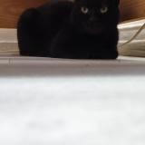 Picture of cat found at Meaux