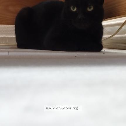 Photo 1/1 Found cat Found in Meaux