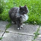 Picture of cat lost at Montreuil