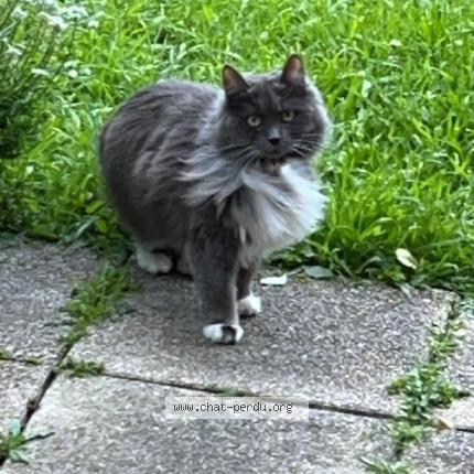 Photo 1/1 Skye Chat lost in Montreuil