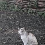 Picture of cat lost at Douchy Les Mines