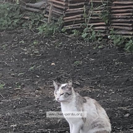 Photo 1/1 Nougat Chat lost in Douchy les mines