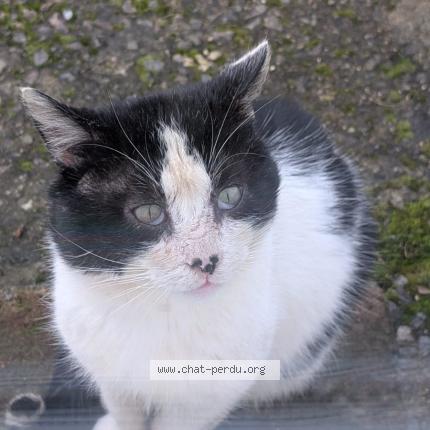 Photo 1/1 Found cat Found in Prailles la couarde