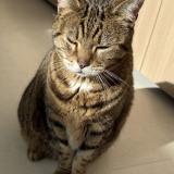 Picture of cat found at Leon