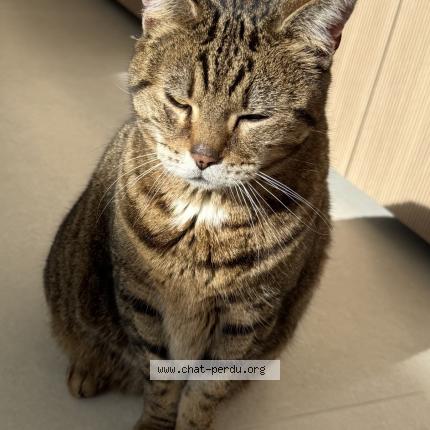 Photo 1/3 Found cat Found in Leon