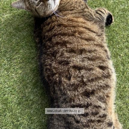 Photo 2/3 Found cat Found in Leon