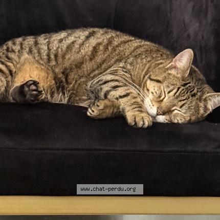 Photo 3/3 Found cat Found in Leon