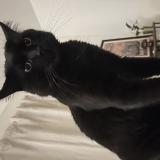 Picture of cat lost at Talence