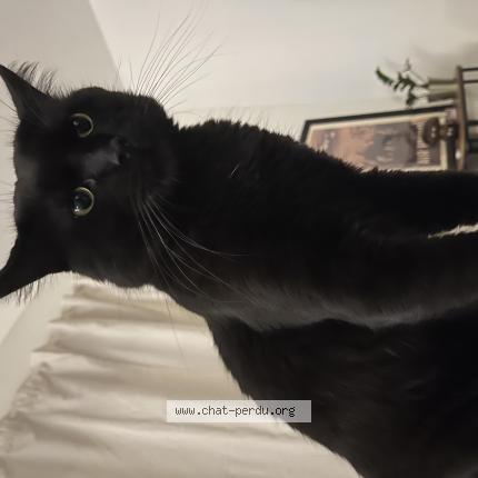 Photo 1/1 Serane Chat lost in Talence