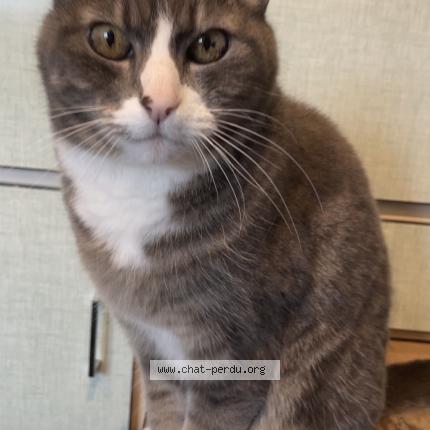 Photo 1/1 Reunited cat Lost in Lyon