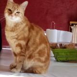 Picture of cat lost at Grenoble