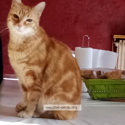 Photo 1/1 Junior Chat lost in Grenoble