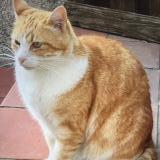 Picture of cat lost at Bagnols Sur Ceze