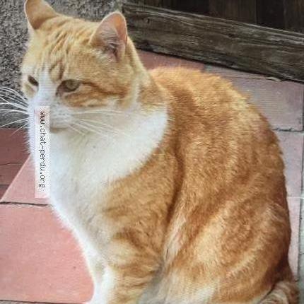 Photo 1/1 Ginger Chat lost in Bagnols sur ceze