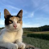Picture of cat lost at Maucourt
