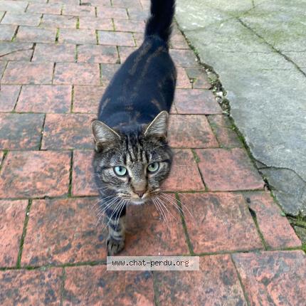 Photo 1/1 Found cat Found in Sommevoire