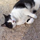 Picture of cat lost at Genay 69730 Massieux
