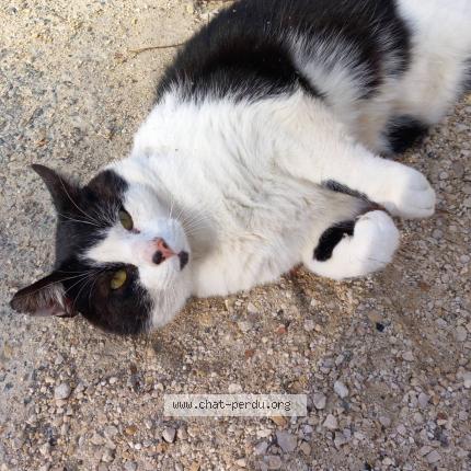 Photo 1/1 GROMINET Chat lost in Genay 69730 massieux