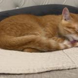 Picture of cat lost at Bois Colombes