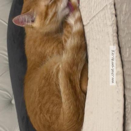 Photo 2/3 TCHINO Chat lost in Bois colombes