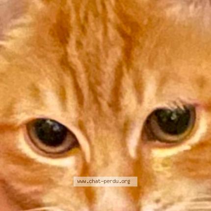 Photo 3/3 TCHINO Chat lost in Bois colombes