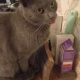 Picture of cat lost at La Chapelle De Brain