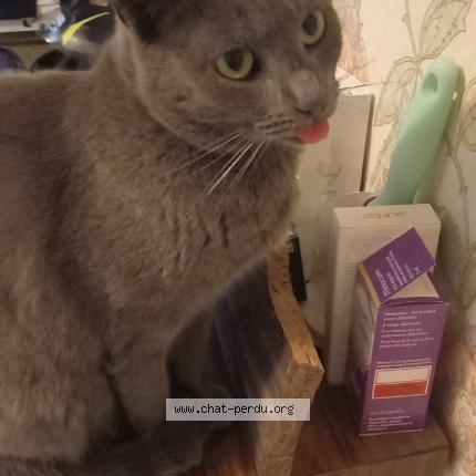 Photo 1/1 Indiane Chat lost in La chapelle de brain