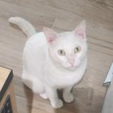 Picture of cat lost at Tarbes