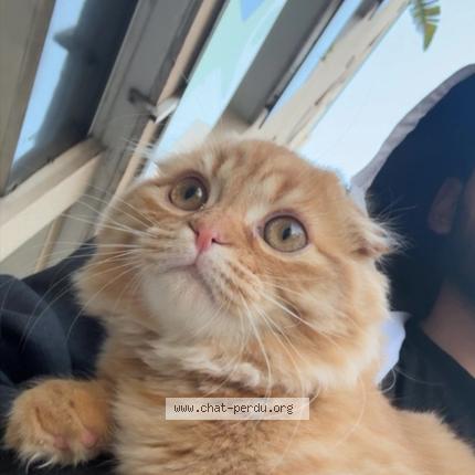 Photo 1/1 Caramel Chat lost in Toulon