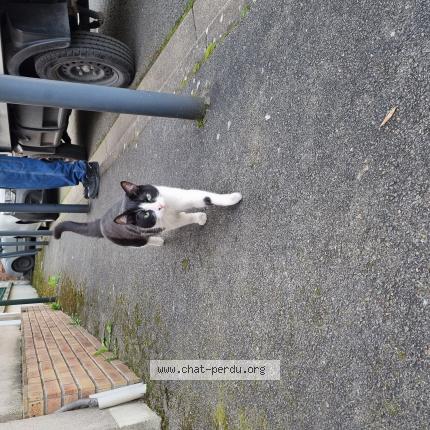 Photo 1/1 Found cat Found in Les pavillons sous bois