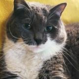 Picture of cat lost at Cadillac Sur Garonne