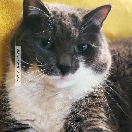 Photo 1/3 Tootsy Chat lost in Cadillac sur garonne