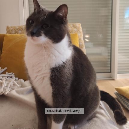 Photo 2/3 Tootsy Chat lost in Cadillac sur garonne