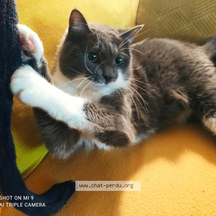 Photo 3/3 Tootsy Chat lost in Cadillac sur garonne