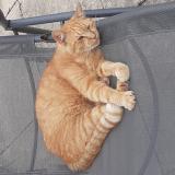 Picture of cat lost at Royan