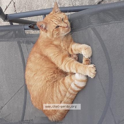 Photo 1/1 COOKIE Chat lost in Royan