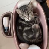 Picture of cat lost at Montmorency