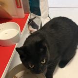 Picture of cat found at Sorede